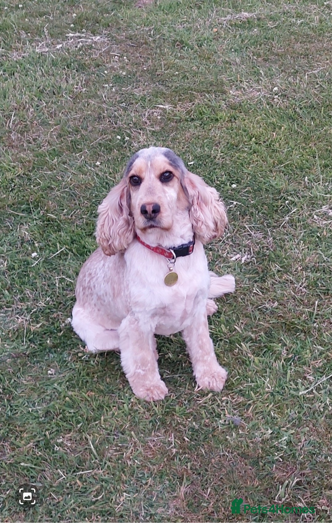 Cocker Spaniel dogs for sale: Adult KC ShowType Cockerspaniel PRA FN & AMS Clear - Image 3