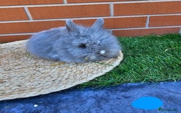 Lionhead rabbits for sale: Double Maned Lionhead babies 8 week old - Image 5
