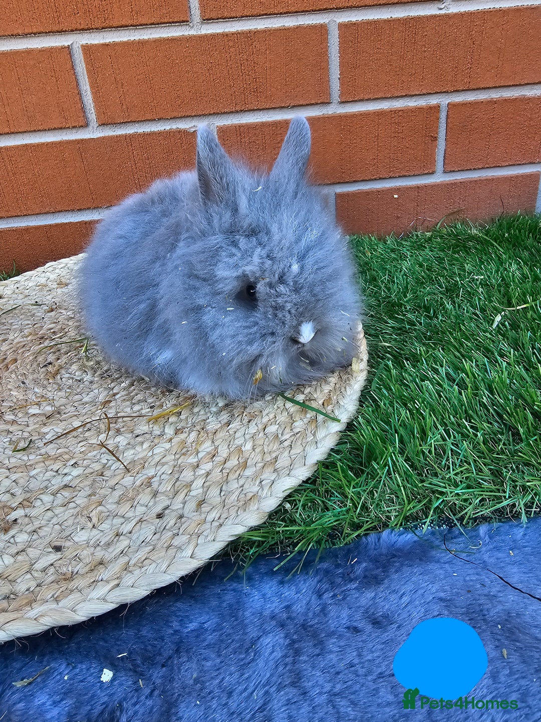 Lionhead rabbits for sale: Double Maned Lionhead babies 8 week old - Image 5