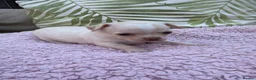 Chihuahua dogs for sale: All puppies sold 🩵🐾 - Advert 10