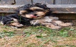 Morkie dogs for sale: Morkie - Image 2