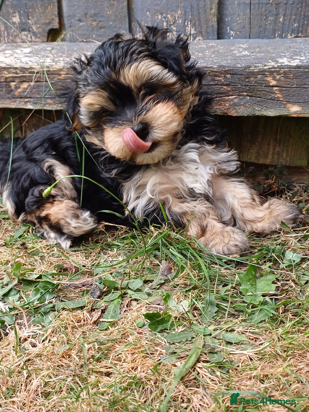 Morkie dogs for sale: Morkie - Image 2
