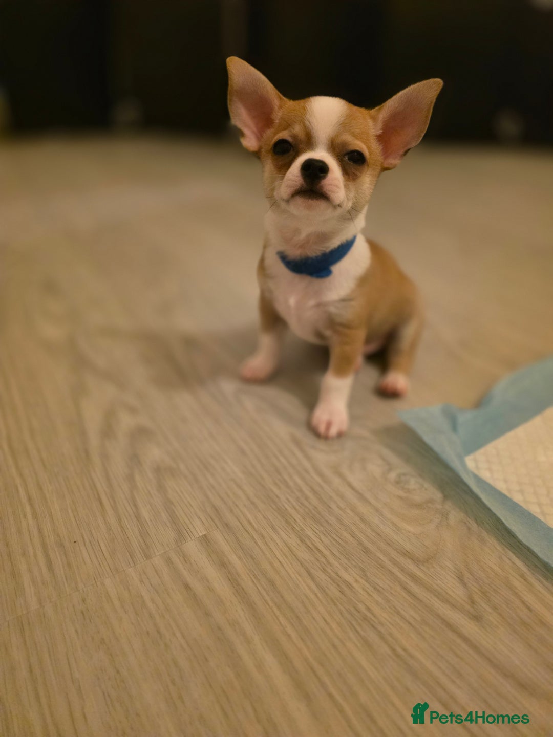 Chihuahua dogs for sale: Chihuahua Puppies 20TH  READY TO GO  - Advert 2