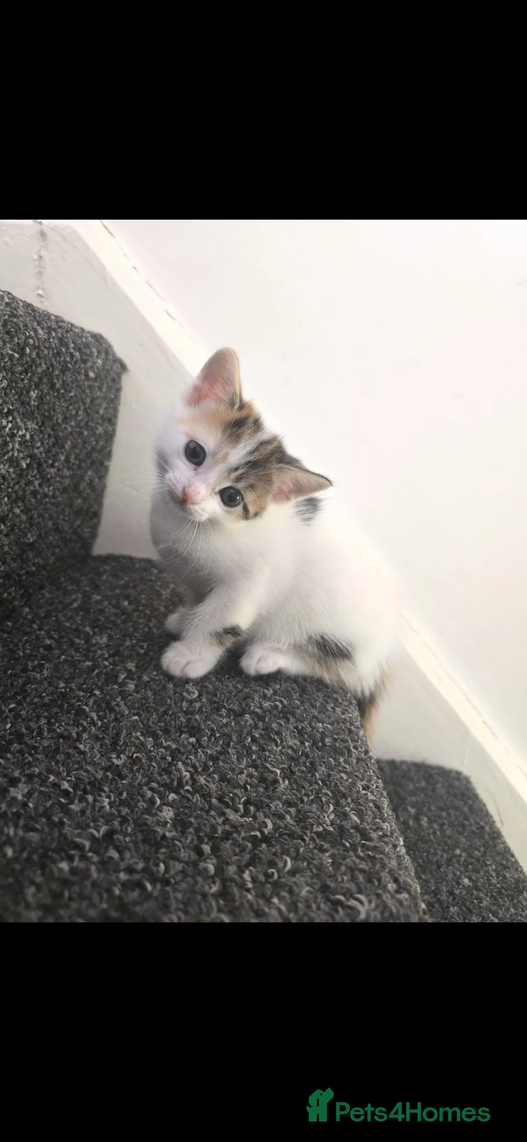 Mixed Breed cats for sale: 3 kittens looking for forever homes - Advert 2