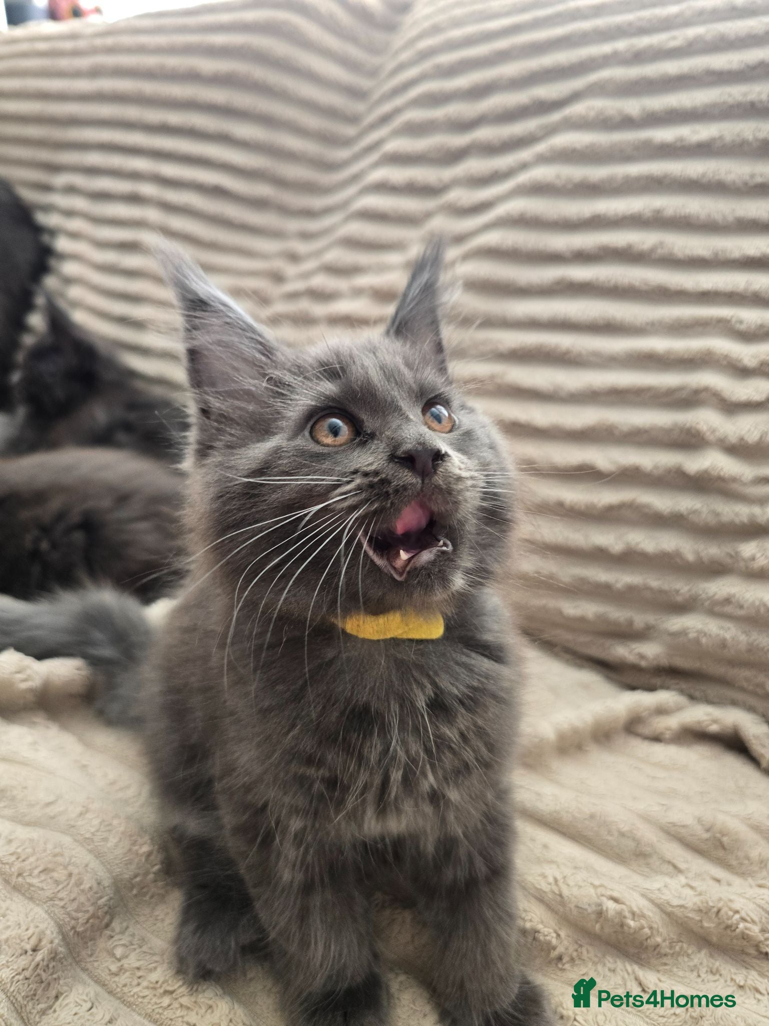 Maine Coon cats Blue Maine Coon tica registered  - Advert 1