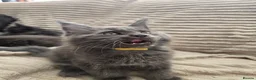 Maine Coon cats for sale: Blue Maine Coon tica registered  - Advert 6