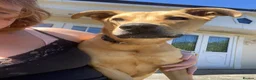 Mixed Breed dogs for sale: Nala  in Alton - Advert 4