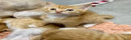 Mixed Breed cats for sale: Beautiful Ginger Kittens!  in London - Advert 20