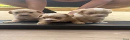 Jackapoo dogs for sale: Beautiful litter of f1 jackapoo puppies  - Advert 12