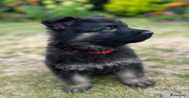 German Shepherd dogs - Advert 4