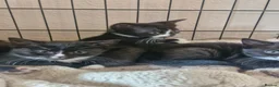 British Shorthair cats for sale: 3 beautiful kittens all black and white in colour - Advert 5
