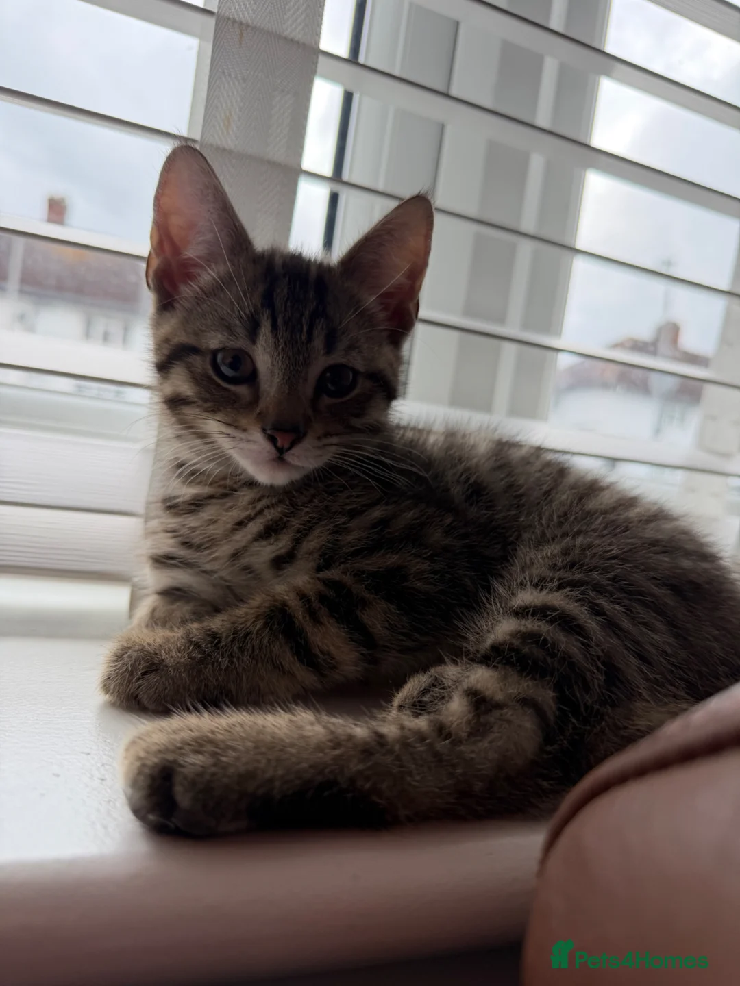 Mixed Breed cats for sale: Tabby looking a new home - Advert 3