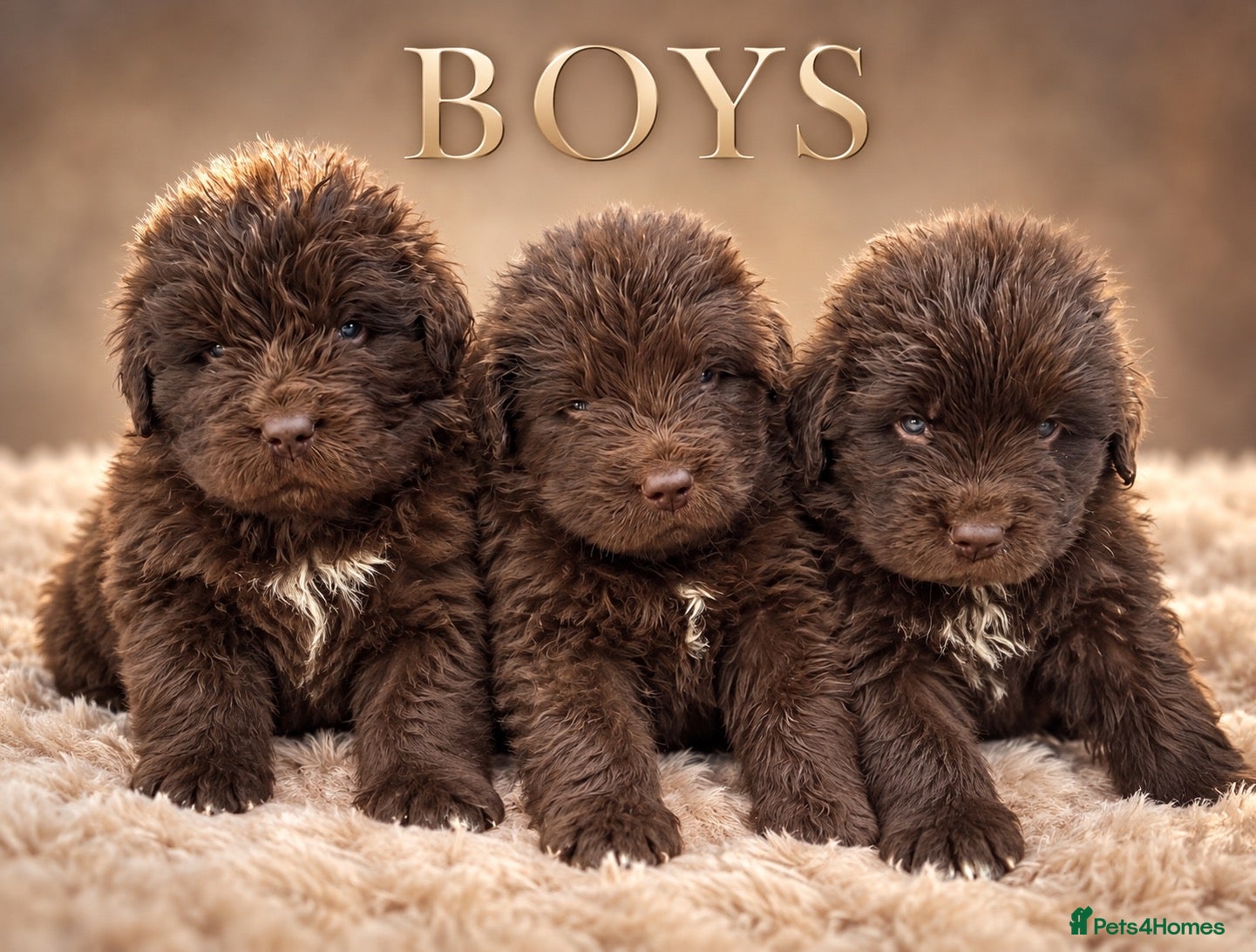 Newfoundland dogs Beautiful kc health tested Newfoundland puppies  - Advert 2
