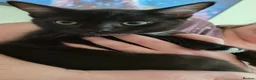Mixed Breed cats for sale: 2 beautiful black boy kittens - Advert 2