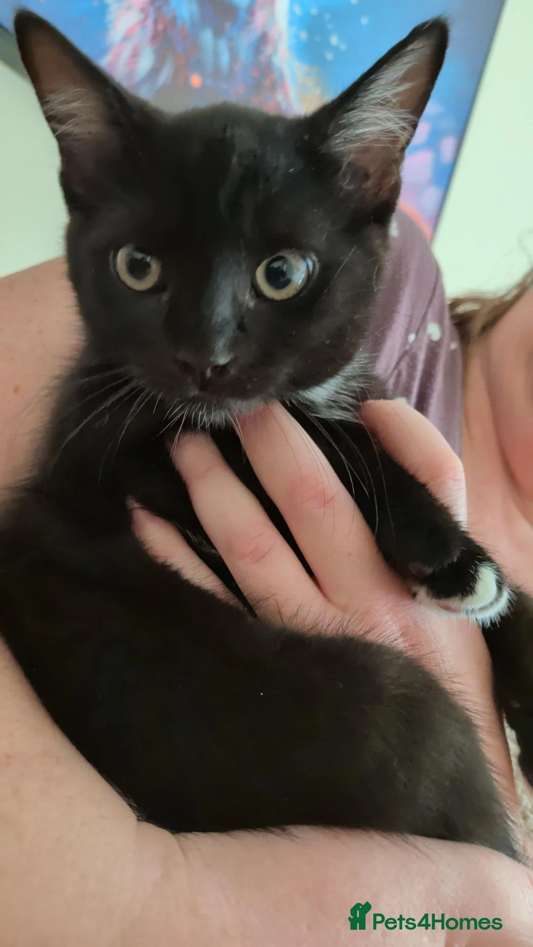 Mixed Breed cats for sale: 2 beautiful black boy kittens - Advert 2