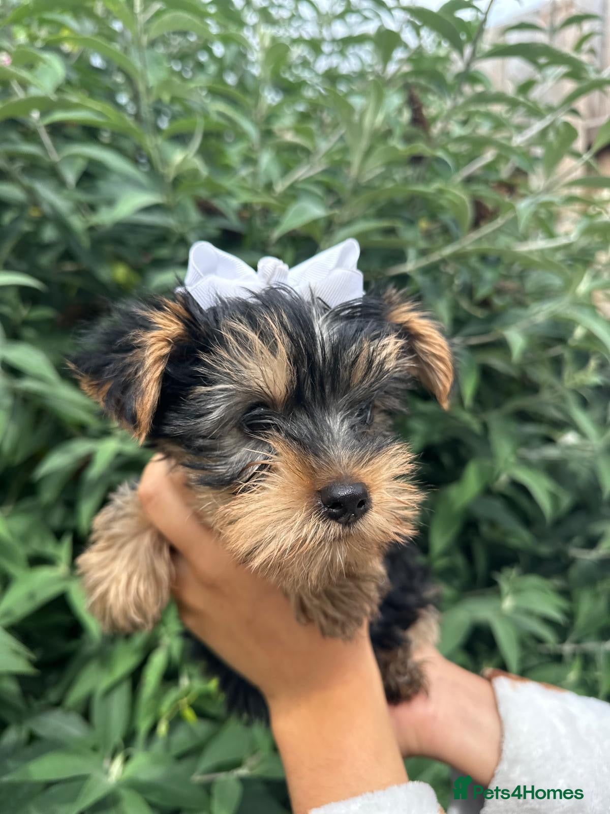 Yorkshire Terrier dogs for sale: Beautiful Yorkshire terrier puppy’s ready now - Advert 16