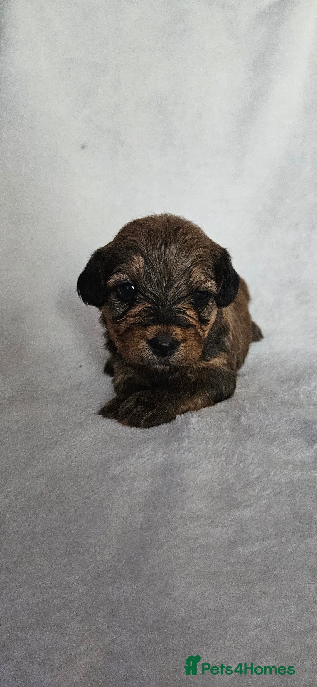 Mixed Breed dogs for sale: Toy Yorkipoo  - Image 1