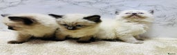 Ragdoll cats for sale: Pure Beautiful Ragdoll Kittens  - Advert 20