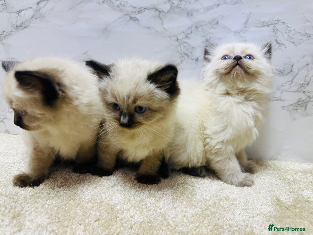Ragdoll cats for sale: Pure Beautiful Ragdoll Kittens  - Advert 20