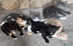 Mixed Breed cats for sale: 2 black kittens available £60!!! - Image 4