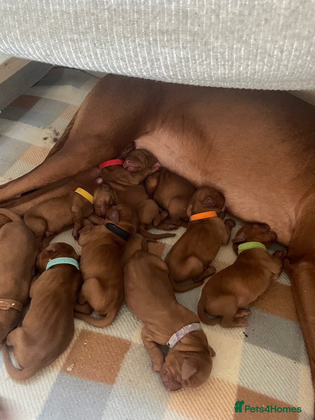 Hungarian Vizsla dogs for sale: Hungarian Vizsla puppies  - Advert 2