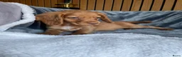 Cocker Spaniel dogs for sale: KC reg Working cockers - Outstanding pedigree - Advert 24