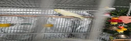 Budgerigars birds for sale: 3x Budgies for sale (including cage)  in London - Advert 1