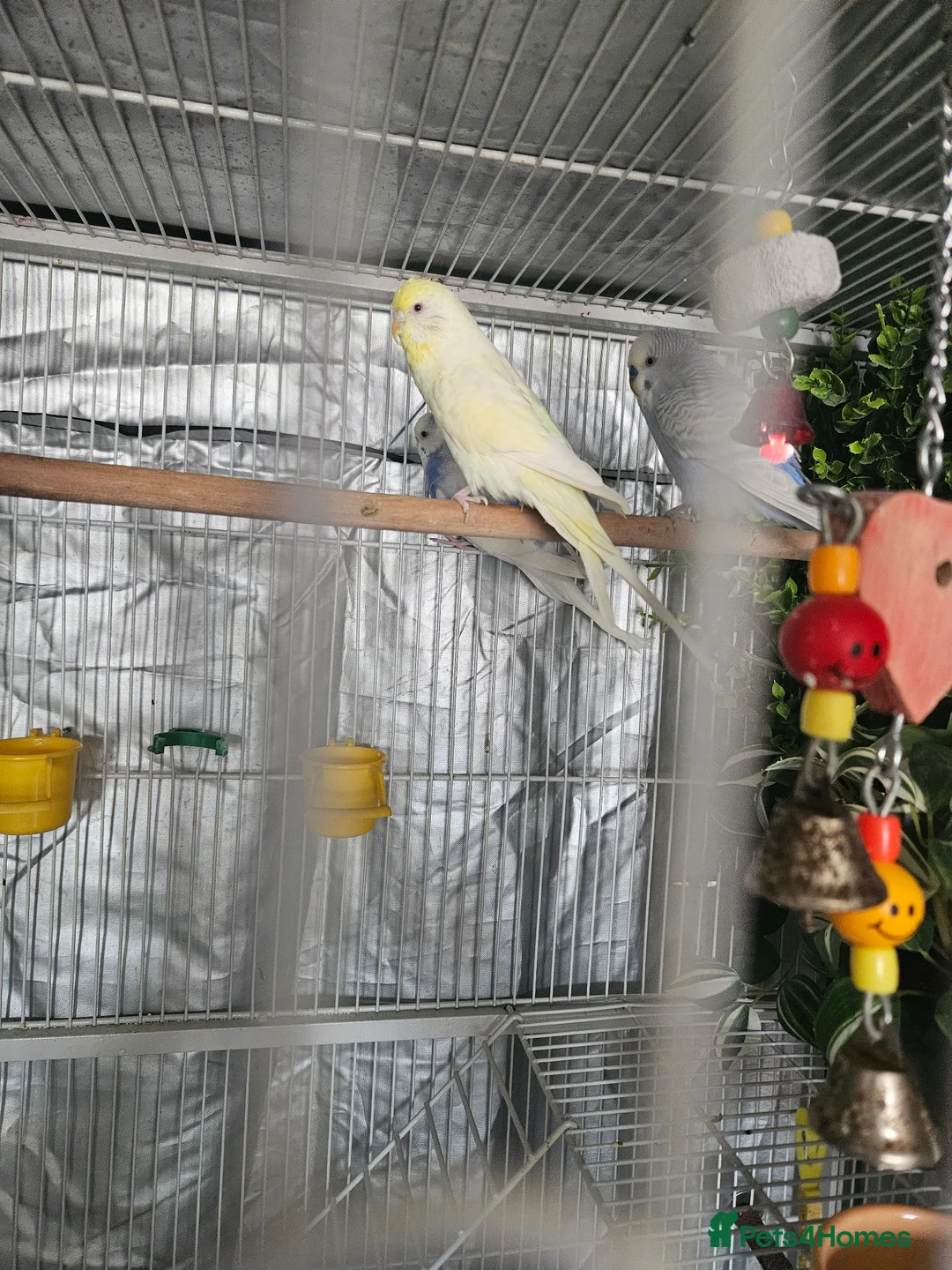 Budgerigars birds for sale: 3x Budgies for sale (including cage)  in London - Advert 1
