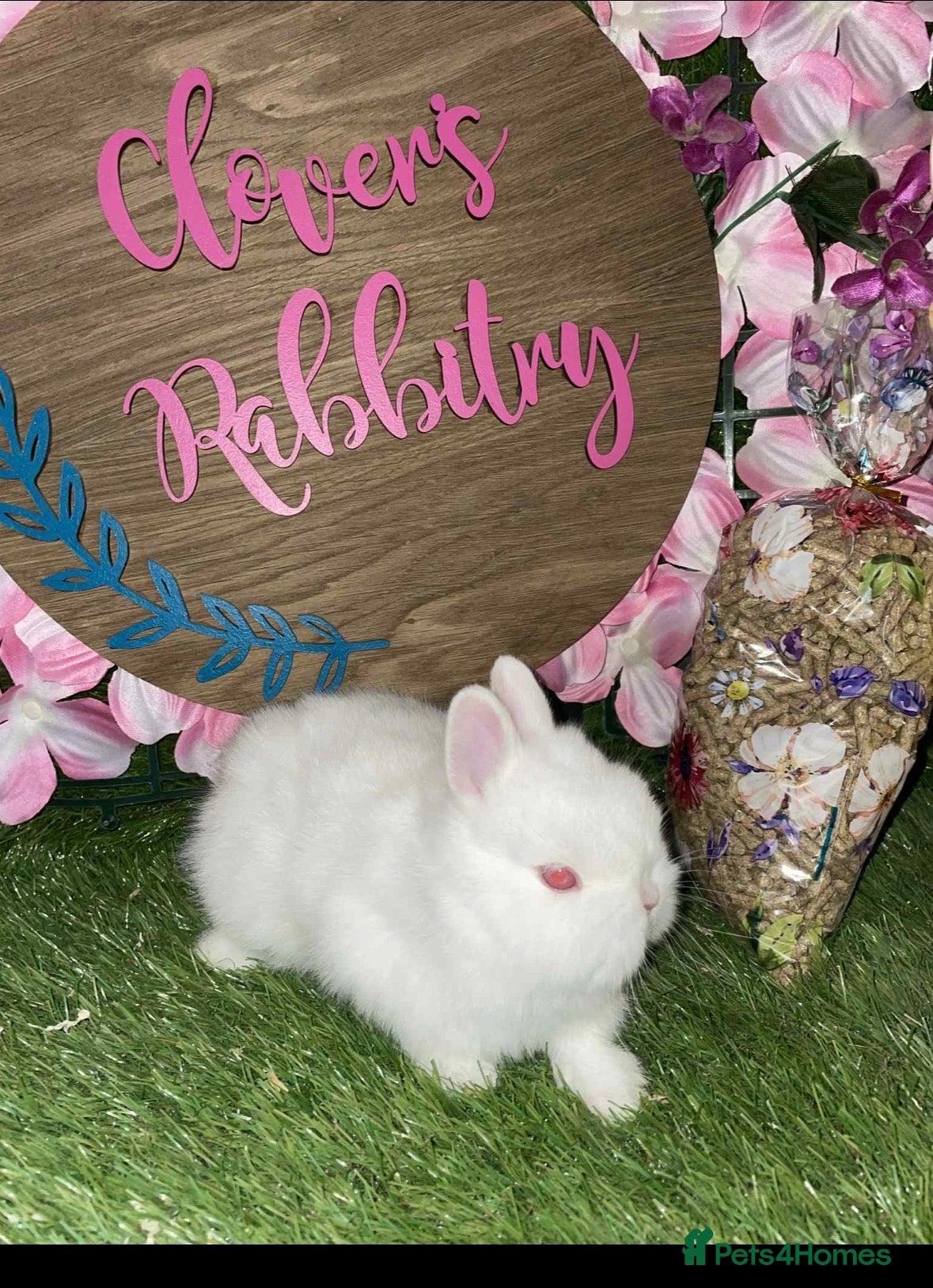 Netherland Dwarf rabbits Pedigree Neverland boys left  - Advert 14