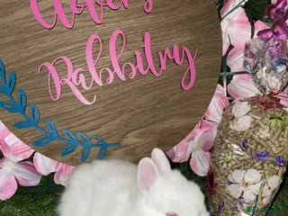 Netherland Dwarf rabbits Pedigree Neverland boys left - Advert 4