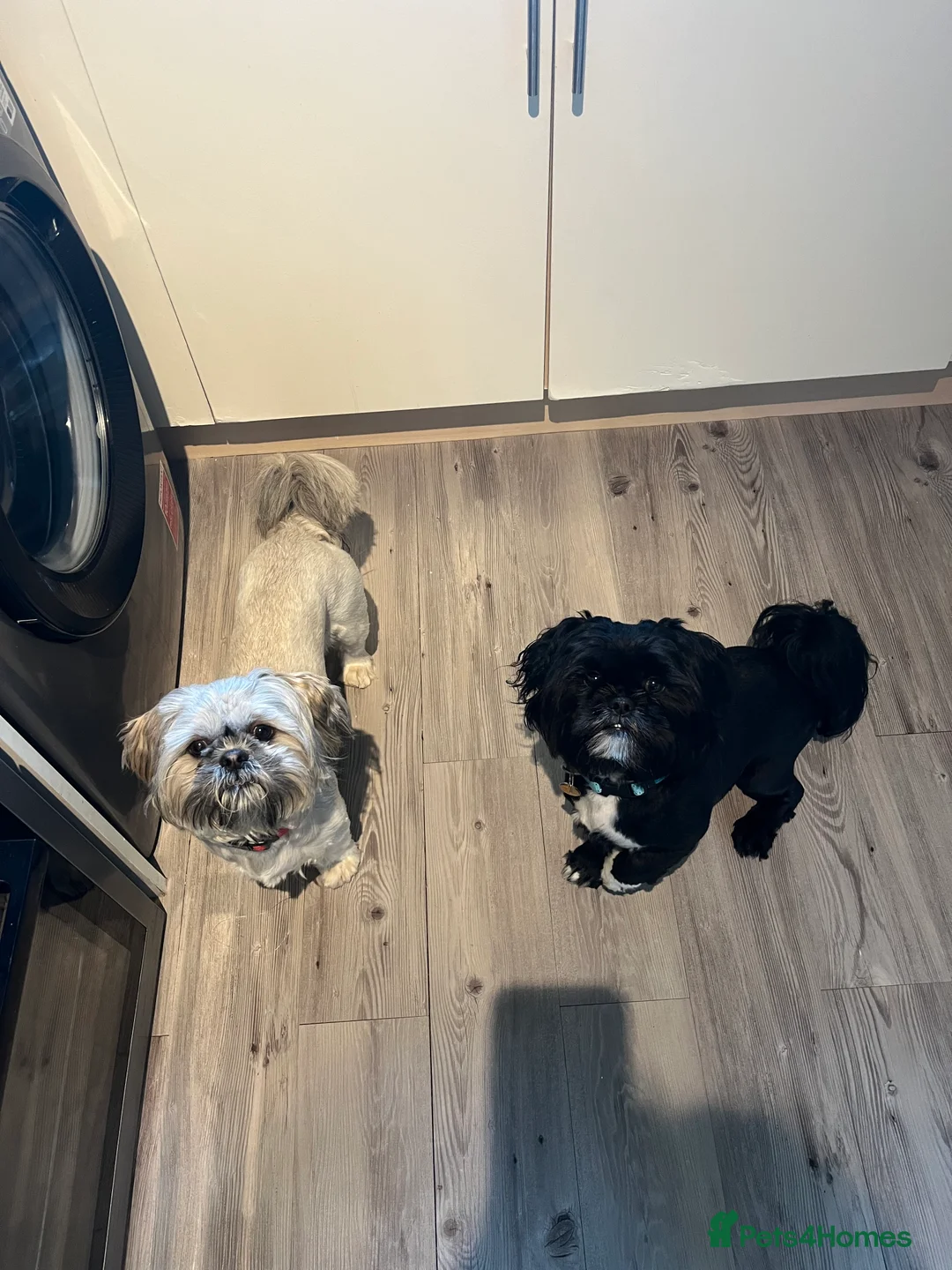 Shih Tzu dogs for sale: Super loving shitzhu brothers in Norwich - Advert 7