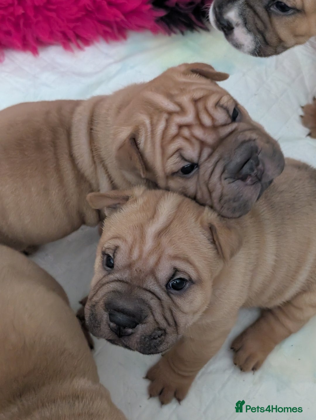 Shar Pei dogs for sale: Shar pei puppies  - Image 4