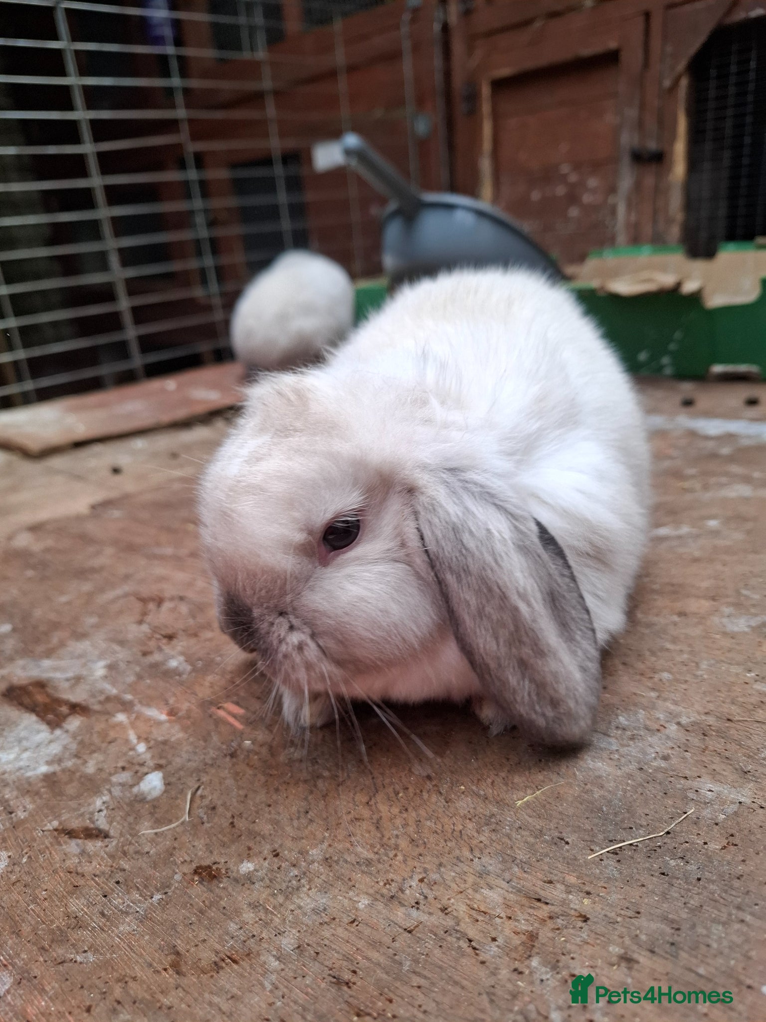 Mini Lop rabbits Mini Lops - Advert 2