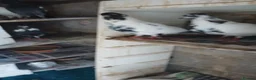 Pigeons birds for sale: Afghni pigeions in Southall - Advert 15