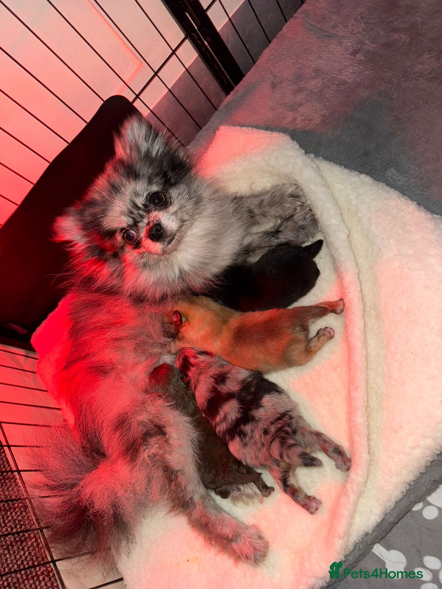 Pomeranian dogs Beatuful tiny Russian Pomeranian’s  - Advert 1