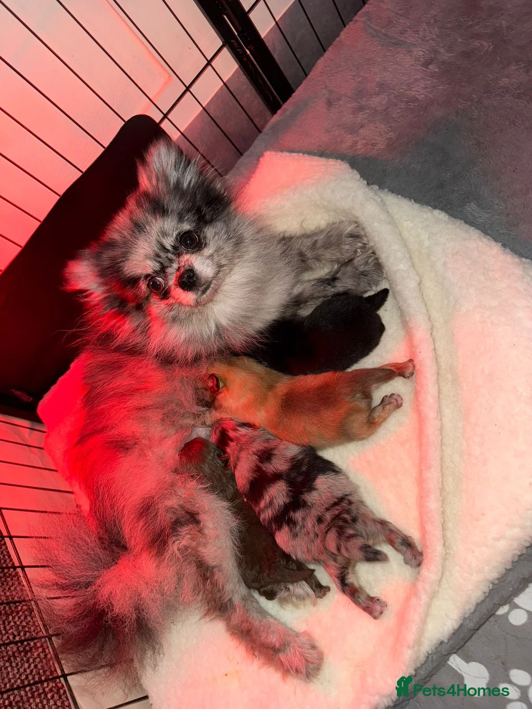 Pomeranian dogs for sale: Beatuful tiny Russian Pomeranian’s  - Advert 1