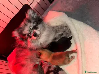 Pomeranian dogs Beatuful tiny Russian Pomeranian’s - Advert 4