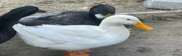 Ducks poultry for sale: 4 ducks for sale  - Advert 5