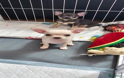 Chihuahua dogs for sale: Chihuahua puppies smooth coat - Image 16