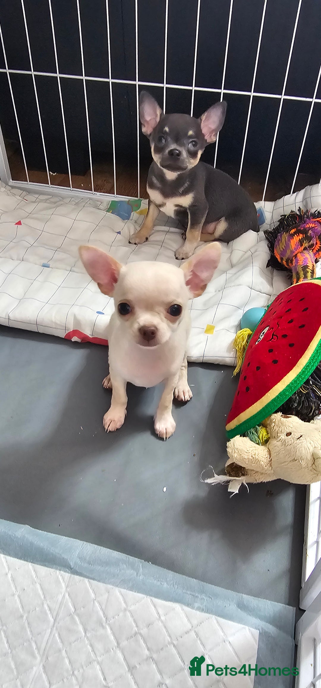 Chihuahua dogs for sale: Chihuahua puppies smooth coat - Image 16