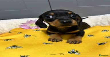 Miniature Dachshund dogs - Advert 12