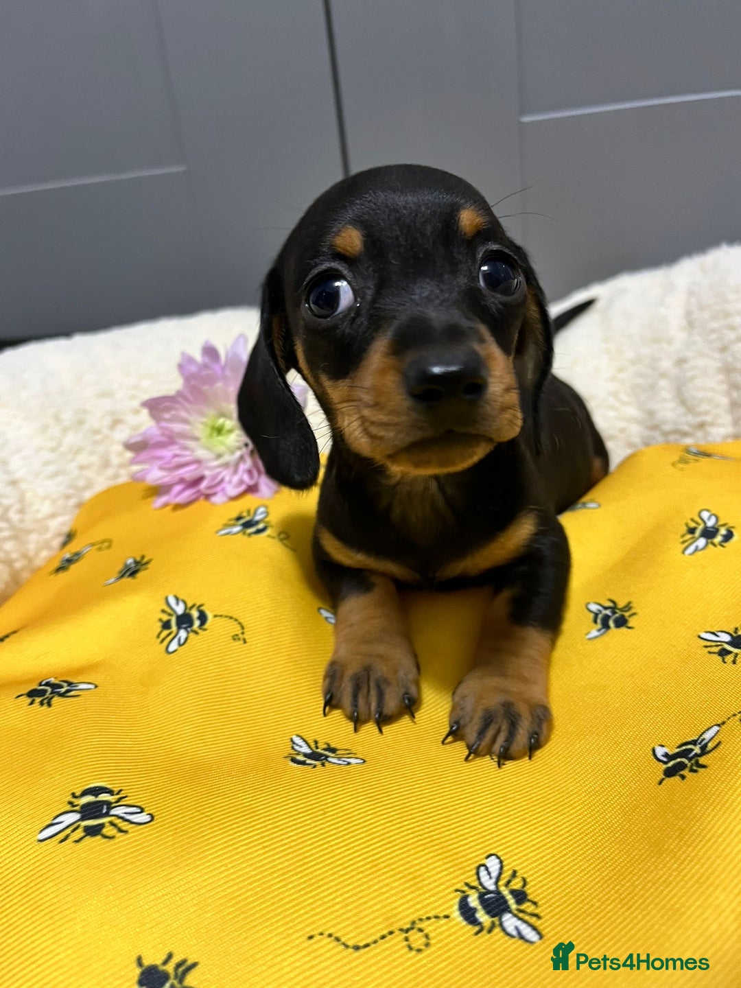 Miniature Dachshund dogs for sale: Min dachshund looking for their forever 🏡 - Image 2