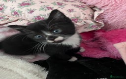 Mixed Breed cats for sale: Beautiful kittens  - Image 8