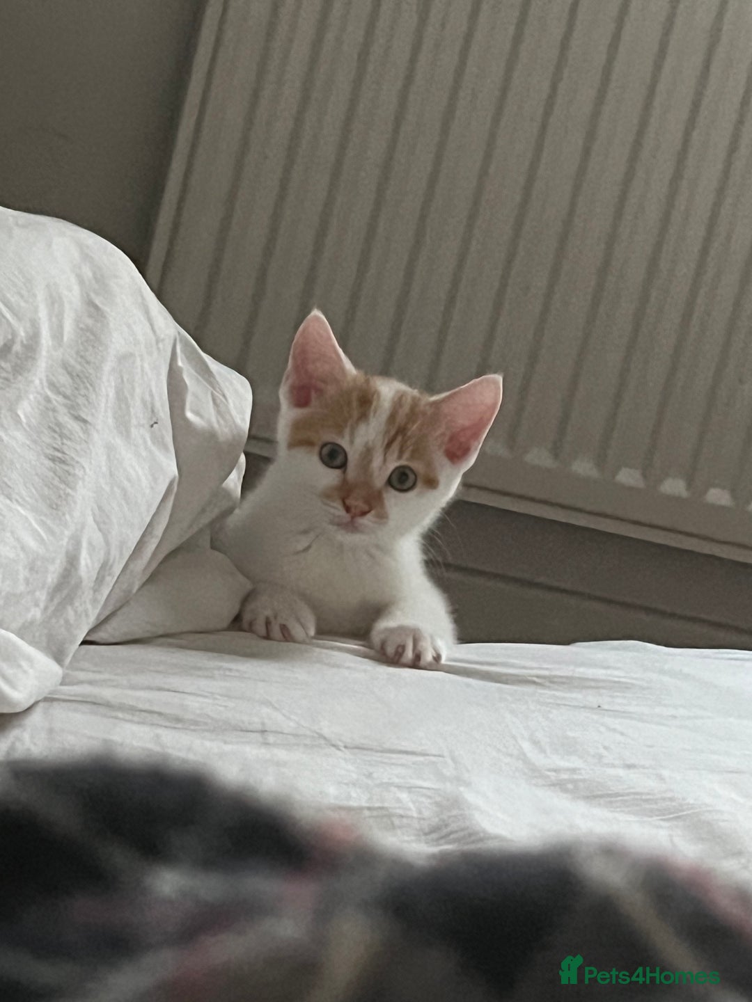 Domestic Shorthair cats for sale: Playful kitten for sale - Image 12
