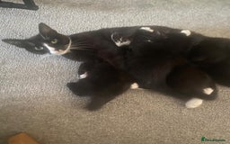 Mixed Breed cats for sale: 4 beautiful kittens ready for their forever homes - Image 6