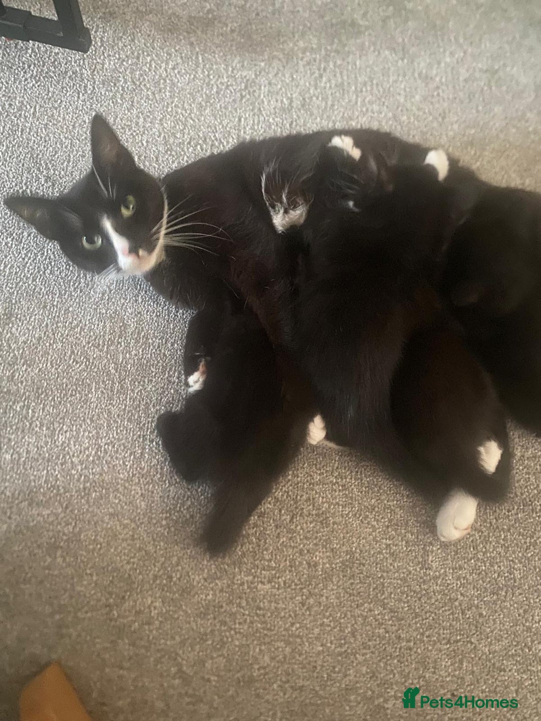Mixed Breed cats for sale: 4 beautiful kittens ready for their forever homes - Image 6