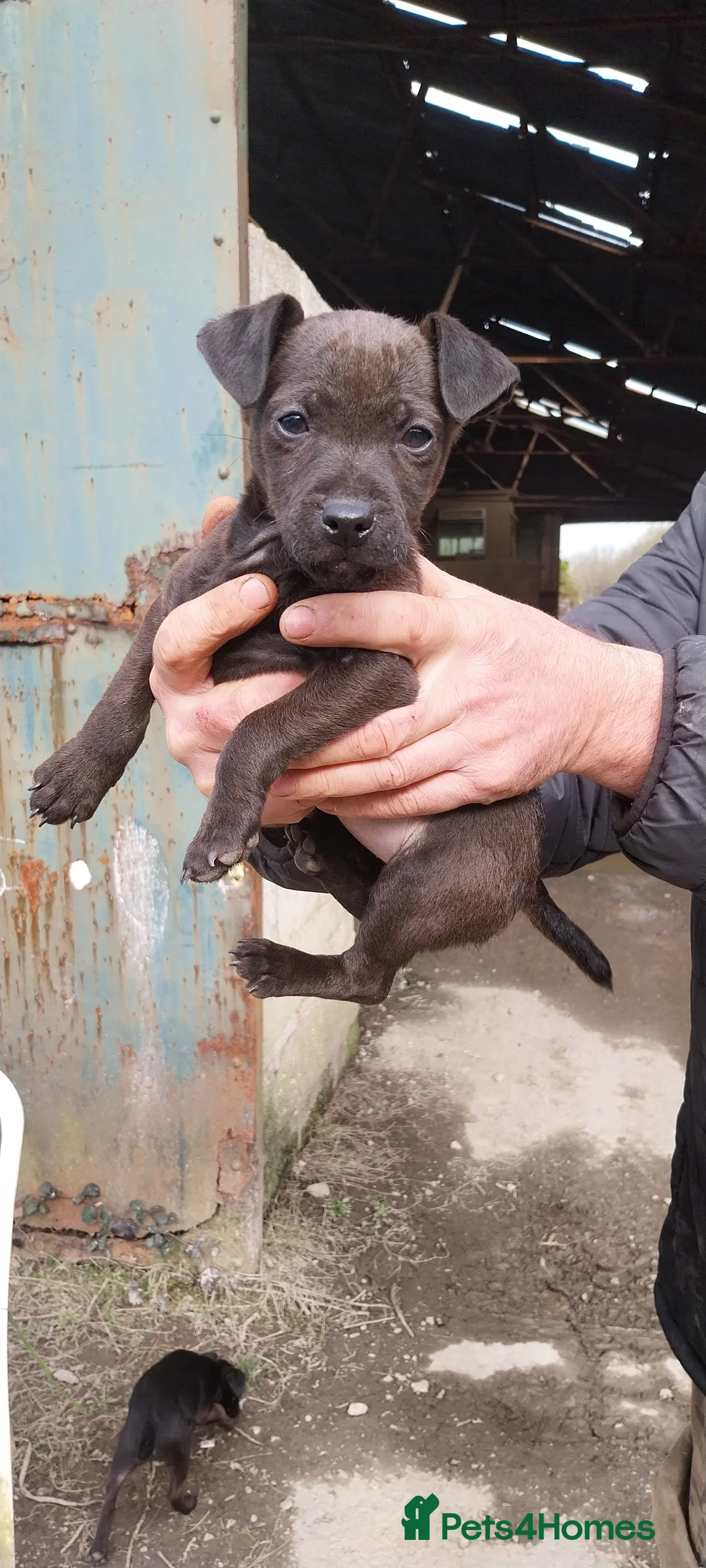 Patterdale Terrier dogs for sale: Patterdale Terrier - Advert 8