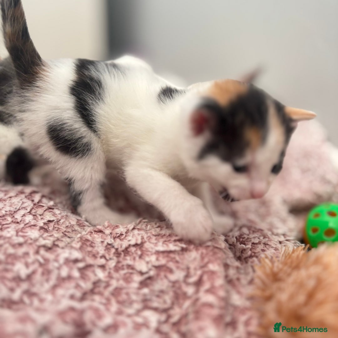 Mixed Breed cats for sale: Gorgeous kittens  - Image 8