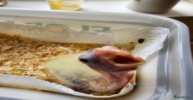 Cockatiels birds - Advert 16