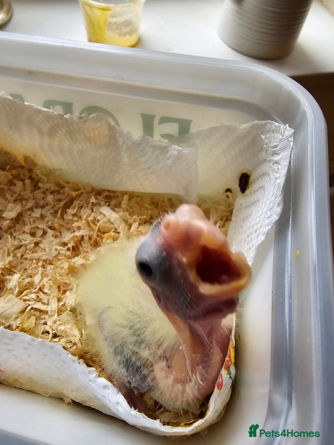 Cockatiels birds for sale: Cockatiel - Image 2